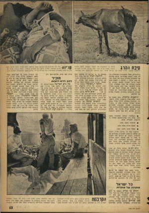 העולם הזה - גליון 1082 - 25 ביוני 1958 - עמוד 13 | פרדה זו, המסובבת את ראשה בשלווה, היתה הגורס 11 *1111ן ־ ן -ן -ך הישיר למות שנייס מבני כפר זכריה .׳הפרדה, השייכת ליחזקאל שמואל, חדרה לחצרו של גבריאל שושי, דבר