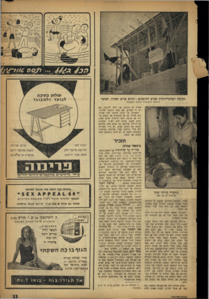 העולם הזה - גליון 1140 - 5 באוגוסט 1959 - עמוד 13 | הקומה הכלתי־חוקית בכרם התימנים: דגלים אדום ושחור, ושלט* הוראות מיבצעיות למאות הנאספים אחרת לא נותנים. אני הולך ללונדון, שם יש לי חברים, שם בטח נותנים לחיות.״