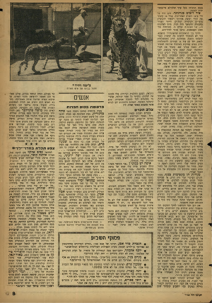 העולם הזה - גליון 1143 - 26 באוגוסט 1959 - עמוד 9 | בנכס תרבותי בעל ערך שלעולם אי־אפשר יהיה לתקנה. ציד דובים בגרנלנד. הים היה כל חיי ב־ 14 השנים האחרונות. בגיל 14 עזבתי את הורי וששת אחיותי ויצאתי להכשרת צופי־ים