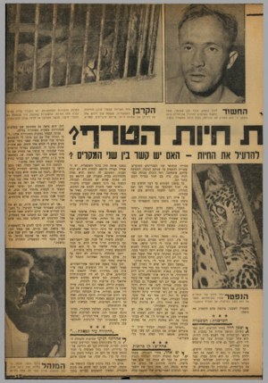 העולם הזה - גליון 1178 - 20 באפריל 1960 - עמוד 15 | חנוך גוטמן, עובד הגן שפוטר, נעצר 1 1 1 1 1 0 ^1 כחשוד באיומים להרעיל את החיות. טוען גוטמן, כי הוא הפסיק את עבודתו, נוכח ה חס המשפיל כלפיו. ההדדי ! אחד האריות