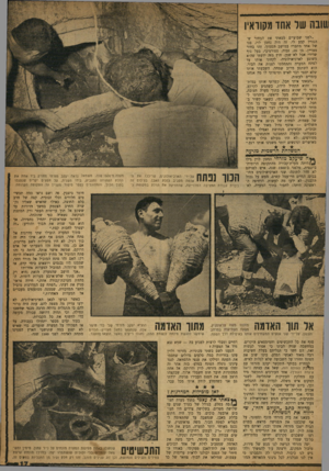 העולם הזה - גליון 1194 - 10 באוגוסט 1960 - עמוד 17 | שד אחו מקוראיו ,לפני שבועיים מצאתי את הבחור ש־הגורל קבע לי. זה היה נחמן לוי, בנו של אחד מחברי במושב הסמוך. זהו בחור מצויין. בן ,16 גבוה, ספורטיבי, בעל גוף