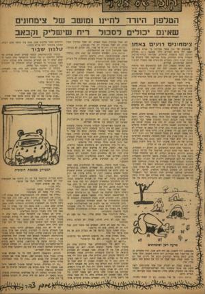 העולם הזה - גליון 1198 - 7 בספטמבר 1960 - עמוד 23 | הטלפו! היורד לחיינו ומושב של צימחתי שאינם יכולים ר־ססל צימדוונים רועים ב א חו אוטובוס של אגד נעצר בחריקה על בביש צפת־עכו וממנו ירד כותב הטורים הללו במכנסי