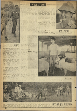 העולם הזה - גליון 1283 - 11 באפריל 1962 - עמוד 19 | נערת אפריל הבקר של קיבוץ השומר־חצעיר, גלאון. זד, היה קשה. לקום בשתיים בלילה, לקחת את הסוסה ואת הכלב, ולצאת למרעה עם העדר. לשבת לפעמים שש, שמונה או יותר שעות על