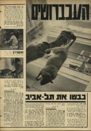 העולם הזה - גליון 1525 - 23 בנובמבר 1966 - עמוד 26 | לם. לוזיפף. מספר מיקרי הדבר עלה כשנה האחרונה פי שלוש. עם גידול אוכלוסיית העכברושים, עולה גם סכנת ההתפשטות של המחלה האיומה. סיפורו של חייל אמריקאי בווייטנאם