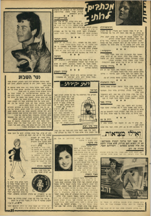 העולם הזה - גליון 1561 - 2 באוגוסט 1967 - עמוד 23 | שהכוונות שלו הן ממשיות, והן מופנות לבחורה, אפילו אלמנה, בעלת־הופעה, אך־ורין ירושלמית. צעירה־־צעירה הקיבוצניקית פה יש לי משהו משובח יוצא מהכלל: גם בת קיבוץ, גם