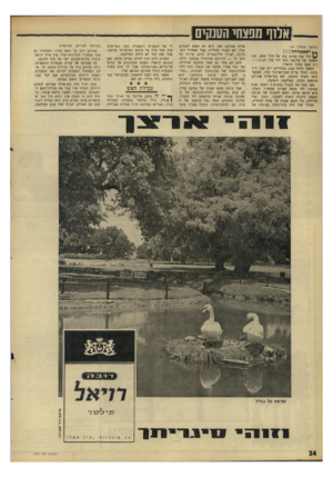 העולם הזה - גליון 1570 - 4 באוקטובר 1967 - עמוד 34 | ;אלוף מפצחי הטנקים (המשך מעמוד )24 ** ראאאחחח קול נפץ עמום. ענן של חול ועשן. פגז ראשון של מרגמה נחת ליו מור ד,צנטו היונים שנע בתוך הוואדי. השעה היתה 2.00