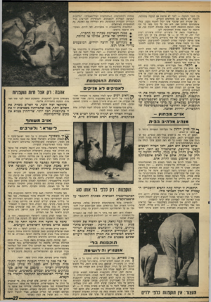 העולם הזה - גליון 1601 - 8 במאי 1968 - עמוד 27 | בין הזכר והנקבה — לזכר לא איכפת אם הנקבה מתחלפת, ולנקבה לא איכפת אם מתחלפים הזכרים. מה שקורה הוא שהזכר אינו יכול לתקוף נקבה, בגלל אינסטינקט המונע זאת. הוא מגן