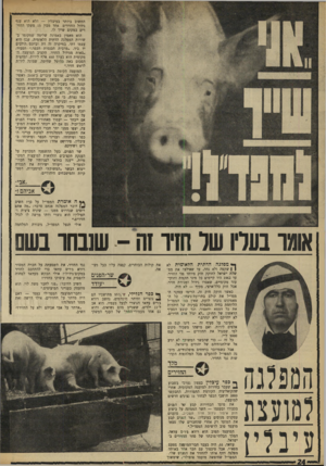 העולם הזה - גליון 1642 - 19 בפברואר 1969 - עמוד 24 | אולי תבקש מעתאד לפחות להפסיק את עיסוקו בחזיר? השיב הדובר :״פנו לחבר משה לוי. הוא מתעסק בענייני המיעוטים.״ וחבר־המועצה המפד״לי עצמו — האם היה מוותר על החזירים,