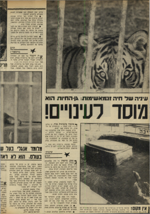 העולם הזה - גליון 1645 - 12 במרץ 1969 - עמוד 20 | הסביר ד״ר משה אכרם, הווטרינר של גן־החיות התל־אביבי, לכתבת העולם הזה: ״הגן לחוץ בין בתי דעיר. אין לנו ש׳ם אפשרות לגדול ולהתפתח.״ על כן: • 15 זאבים מנומרים