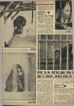 העולם הזה - גליון 1645 - 12 במרץ 1969 - עמוד 21 | הן לומד מאוד שעל־ידי כך הן מפסיקות את המישחק עם לכן הן אוכלות כל המושט להן, ומשמינות — מצב גורם למוזת. אבל זה שומר את בני־האדם מול הכלוב, הפיג את השיעמום.