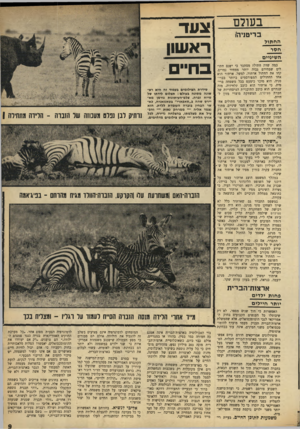 העולם הזה - גליון 1680 - 12 בנובמבר 1969 - עמוד 9 | דווקא בחוגים שהיו צריכים לקבל בשמחה רעיונות אלה, חוגי הליברלים וההיפיס, הם התקבלו בהתנגדות .״זוהי תכנית נוספת של המימסד המתנוון להגביל את החופש שלנו ולהגיד לנו