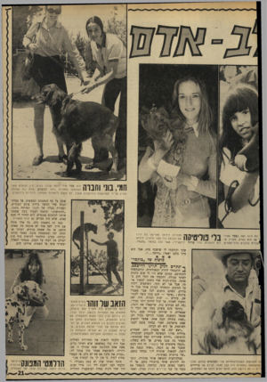 העולם הזה - גליון 1704 - 29 באפריל 1970 - עמוד 21 | חמי, בוז׳ וחנוה הוא סטר אירי נוסף שזכה בפרס. בין הגזעים אשר השתתפו בתחרות בלמו הכנענים, שהם גזע שפותח בארץ על־ידי הפרופסור רודולפינה מנצ׳ל. הם הוצגו לראשונה