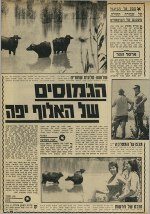 העולם הזה - גליון 1715 - 15 ביולי 1970 - עמוד 29 | . __ 4 0 1האלוף הציל משחיטה ך• שטח שד כ־ 3500 דונאם ביצות *1וצימחייה, נמצאים 120ג׳מוסים שקיבלו מיקלט מדיני וכלכלי, כימעט ברגע האחרון, מידיו של יפה. אחרי מלחמת