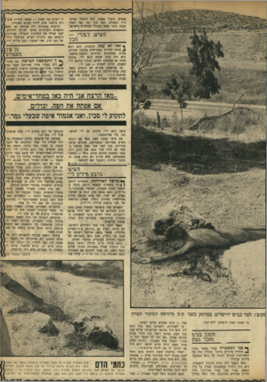 העולם הזה - גליון 1721 - 26 באוגוסט 1970 - עמוד 23 | הוא היה בא וחותך לך את הדקל צ׳יק־צ׳ק.״ לאחר מלחמת ששת הימים נכנם גואל לענף מכנים יותר מחטיבת עצים — אספקת נשק.
