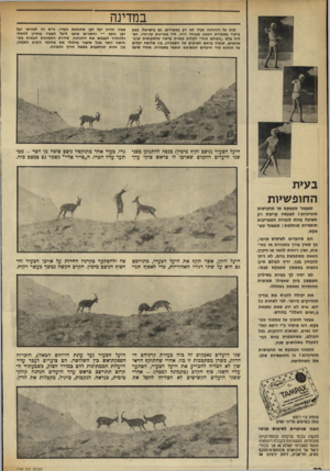 העולם הזה - גליון 1728 - 13 באוקטובר 1970 - עמוד 22 | במדינה קרב על ההנהגה צערך לא רק במצריים. גם בישראל. בעת ביקור בשמורת הטבע שבנחל דויד, ליד מעיינות עין־גדי, הצליח צלם ״העולם הזח״ לקלוט בעזרת עדשה טלסקופית קרב-