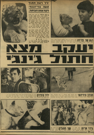 העולם הזה - גליון 1739 - 31 בדצמבר 1970 - עמוד 22 | היה זה גור רך, והוא נראה בהחלט תועה בדרכי החיים, בתוך ג׳ונגל האספלט של פינת הרחובות דיזנגוף־פרישמן הסואנת. הילד לא היסס.