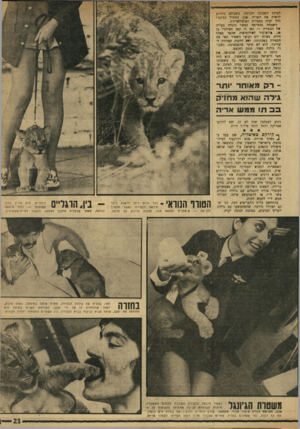 העולם הזה - גליון 1739 - 31 בדצמבר 1970 - עמוד 23 | באותו יום רביעי השאיר תאי את הכפירה במכוניתו, יצא לדקות ספורות לענייניו. הוא לא שיער שהפספוסה, המכונה גולדה מאיר, תזנק לחופש. היתר. זו אהבתו לחיות, שהביאה את