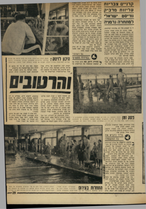 העולם הזה - גליון 1753 - 7 באפריל 1971 - עמוד 29 | קרניים צבריו ת ע ליזו תמד בי ק חדיסט ישראלי למתחרה גרמניה לי כי לאנשים אלה יש ״אלרגיה״ לצילומים. … *,סע ברכבת מדנמרק אל מערב ברלין כולל גם מעבר הכרחי דרך שטחה