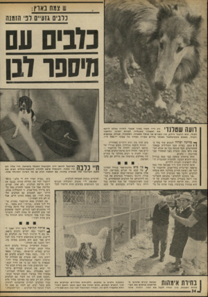 העולם הזה - גליון 1805 - 4 באפריל 1972 - עמוד 34 | 1צמח נאוץ: ניבים גזע״ס רבי הזמנה 14262861 נ1בי עם ^8888^85 היססו 121 סיי י׳ י! 1 * 11 וועה שטרנד׳ גזע נדיר מאוד בארץ שבעלי ה חוו ה נאלצו לייבא א ת ראשוניו