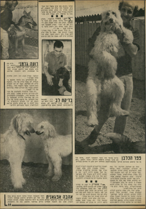 העולם הזה - גליון 1805 - 4 באפריל 1972 - עמוד 35 | אנחנו נותנים כאן אותו טיפול לכל הכל בים• הטיפול הזה עולה הון תועפות, לא חשוב מאיזה גזע הכלב. אנחנו מוכרחים להוציא ממחיר הכלב לפחות את מה שהכ נסנו בו בטיפול,