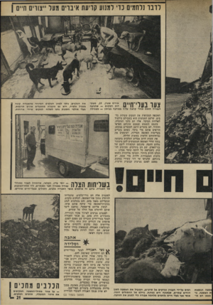 העולם הזה - גליון 1815 - 14 ביוני 1972 - עמוד 21 | לרבו נלחמים כדי למנוע קריעת איבוים מעל ״צווים חיים ן 111X 1 1 1 1 1 1״ 0 >11 איריס שטרן ,19 ,מעובי | | 11 דות המקום — שהגיעה 4ע| 1 לעבודה הזאת אחרי קראה עליה