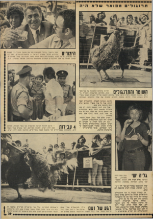 העולם הזה - גליון 1815 - 14 ביוני 1972 - עמוד 39 | הימוויס אחד מיושבי ״כסיוד* הקבועים עזב את מושבו הרגיל כדי לצפות בחידוש הגדול שהגיע לישראל — מלחמת־תרנגולים. ואס כבר כמו במכסיקו, אז עד הסוף. בתמונה הוא נראה