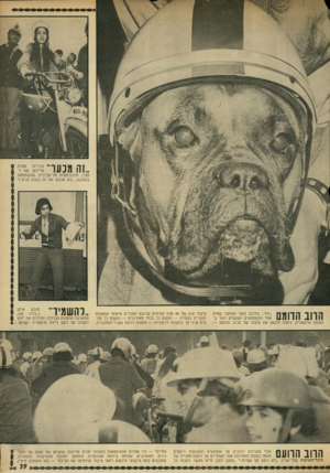 העולם הזה - גליון 1836 - 8 בנובמבר 1972 - עמוד 39 | ,זה מנעד עטרה מכריזה פרידמן ( 16ו חצי) ,תיכוניסטית תל־אביבית, שהשתתפה בהפגנה ,״לא אלבש את זה בשום פנים ! ״ הדוב הדומם ״חץ׳ /בולדוג זועף ושתקני שהיה אחד