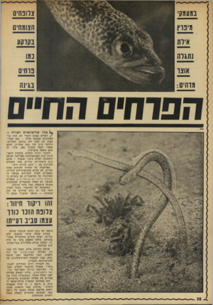העולם הזה - גליון 1842 - 20 בדצמבר 1972 - עמוד 38 | צרונחים הצומחים בקרקע נמו נוחים וינה ת פו חי ם ה חיים אחר שהישראלים הצליחו ל/השלים כמעט לגמרי את הרם גני- האלמוגים שבחופי אילת — באה אמריקאית עם המון ידע בנושא