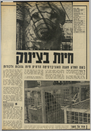 העולם הזה - גליון 1846 - 17 בינואר 1972 - עמוד 32 | בשם המדע מענה האוניברסיטה הדתית חיות גנובות ולמדות • 1כלבים ולחתולים שד אוניבר־ /סיטת בר־אילן שברמת־גן, לא נו עוד זמן רב לחיות. כמד! ימים, אולי שעות ספורות