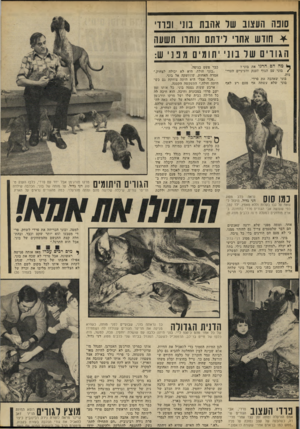 העולם הזה - גליון 1848 - 31 בינואר 1973 - עמוד 29 | סונה העצוב של אהבת בוני ונרו׳ * חודש אחרי לידתם נותוו וושעה הגו ד ים שר נו 1׳ יתומים מנונ׳ ש: מה הם הרגו את בוני? /בוני עם הגוף הענק והעיניים העדינות. בוני