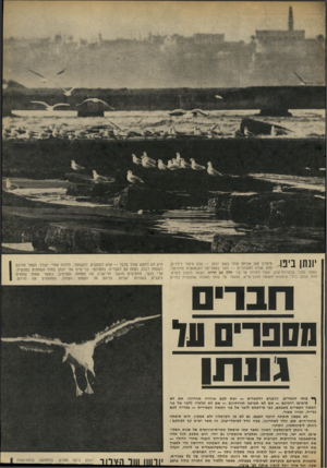 העולם הזה - גליון 1850 - 14 בפברואר 1973 - עמוד 31 | יונתן ביפו סיפרון קטן אודות שחף בשם יונתן — ספק סיפור לילדים, ספק אגדה למבוגרים — הפך באמריקה לסנסאציה מדהימה. הספר נמכר בכמויות־טנק, עשוי לחלוף טל פני חלף עם