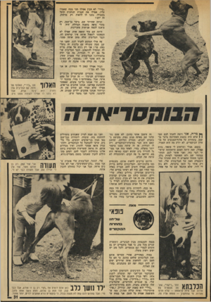 העולם הזה - גליון 1914 - 8 במאי 1974 - עמוד 31 | ״בירי״ לא הבין אפילו חצי ׳ממד. שאמרו עליו. אפילו את הגביע שנחצ׳ה קיבל בשבילו, נתנו לו לדאוח דק מרחוק. זה יחס? וכיוון שהייתי שם, ביער בן־שמן, רק בתור צופה בהצגה