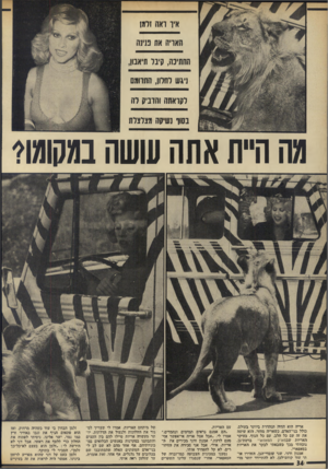העולם הזה - גליון 1914 - 8 במאי 1974 - עמוד 34 | איו ואה זרמו האריה את פנינה החתיכה, קיבד תיאבון, ניגש והדון, התחמם דקואתה והדביק דה בסוד נשיקה מצדצדת מה היית אתה עושה במקומו? אריה הוא החיה הנהדרת ביותר