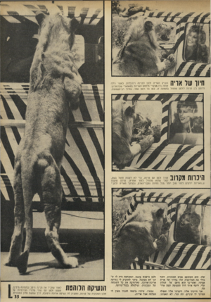העולם הזה - גליון 1914 - 8 במאי 1974 - עמוד 35 | חיוו של אויה העניק האריה זלמן לפנינה רוזניבלום, כאשר גילה אותה בין!מבקרי מיתתם האריות בסאפארי שברמת־גן. הרומן בין פנינה לזלמן מתחיל בתמונה זו, כמו כל רומן אחר,