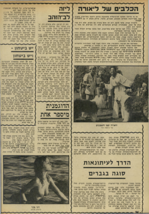 העולם הזה - גליון 1939 - 30 באוקטובר 1974 - עמוד 36 | הכלבישל לי או ר ה כל מי שרואה חתיכה לא־נורמלית מסתובבת ברחוב דיזנגוף בתל־אביב בחברת עמד כלבי־רועים אנגליים משגעים, אפגניים, כלומר, שיידע שעסק לו עם ליאורה