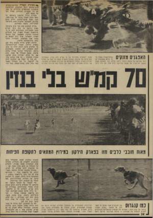 העולם הזה - גליון 1941 - 13 בנובמבר 1974 - עמוד 24 | האפגני מזנקים ראל החליטה על פיחות הדולר וייקור הדלק, כבר התאימו מאות תושבי תל־אביב את עצמם לחידושי ימים אלה. הם גילו כיצד אפשר להתקדם במהירות של 70 קמ״ש ללא