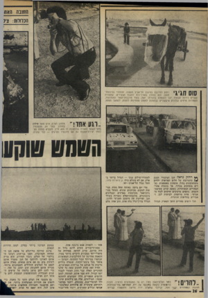 העולם הזה - גליון 1976 - 16 ביולי 1975 - עמוד 26 | החובה האת הנלוחת: צק סוס חגיגי רתום למרכבה בסיגנון תל־אביב הקטנה, ומתהדר בהינומת־חופה. הוא ממתין באורך־רוח לזוגות הצעירים, שתמורת עשרים לירות זעומות יזנו