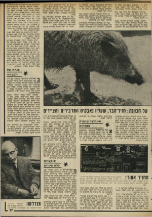 העולם הזה - גליון 1985 - 17 בספטמבר 1975 - עמוד 27 | החזירים המסוממים בשטח, משתמש ב ריכוז גבוה הרבה מעל המותר. החזיר מתמוטט בסמוך למקום בו בלע את ה־פתיון, וקל לאתרו. דו״ח כי ״בשנתיים האחרונות קטלו ה־ציידים כ־