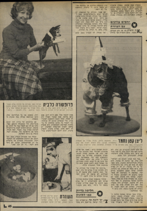 העולם הזה - גליון 2015 - 13 באפריל 1976 - עמוד 45 | מספרת אמא אביבה, בגאווה אימהית אמיתית :״צ׳יפי זה משהו ! היא בהחלט לא כלבד, רגילה. כשהיא הולכת איתנו לקונצרט, היא יושבת בשקט ומקשיבה. ואם היא הולכת איתנו