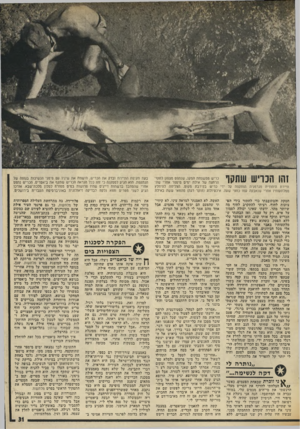 העולם הזה - גליון 2018 - 5 במאי 1976 - עמוד 31 | *11111111 כריש ממשפחת המקו, שנתפס מצפון לחוף־ הרחצה של אילת ימים מיספר אחרי שה־ הותקפה על ידי כריש בקירבת מקום, הצליחה להיחלץ עמו כחצי שעה. איכטיולוג (חוקר