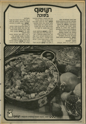 העולם הזה - גליון 2040 - 6 באוקטובר 1976 - עמוד 44 | בסוכה מנתת עו ף פו פו ל א רי תמאד בארוחהישרא לי תטיפוסיתבזכות ב ש רו ה ע דין למאכלומ חי ר ו הזו ל. וכשמ דו ברב תנו שו ףשלתנובה אפשרלמנות עו דתכונות: נ קי, ד ל