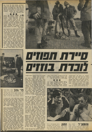 העולם הזה - גליון 2056 - 26 בינואר 1977 - עמוד 45 | לפועליהם, מקשים בכך על איתור פרי גנוב. אנשי הסיירת מיסדו את עניין החלו קה, קבעו שפרי יינתן באופן חוקי לפועלים רק בימי שישי ויצורף אליו אישור שהודפס במיוחד