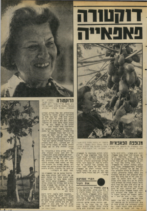 העולם הזה - גליון 2057 - 2 בפברואר 1977 - עמוד 43 | ד 31 שו0 נאנאייה הדוקטווה רח פאפאייה בילבול, כפי שהיא מכונה עליידי ערביי יריחו. למטה משמאל: מטפסת על סולם, לקטוף את פרי הערביים. הפאפאייה בעזרת פועליה מנופפת ה