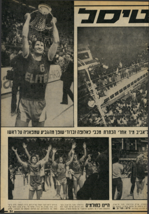 העולם הזה - גליון 2067 - 13 באפריל 1977 - עמוד 31 | אביב מיד אחו־ הכתות מכבי כאלופה וברודי שופו מהגביע שמפאניה על ראשו :רקוביץ׳ ,שנייס מכדורסלני מכבי תל־אביב, :ריע בניצחון על אלופת איטליה, נושאים את ב למיגלש