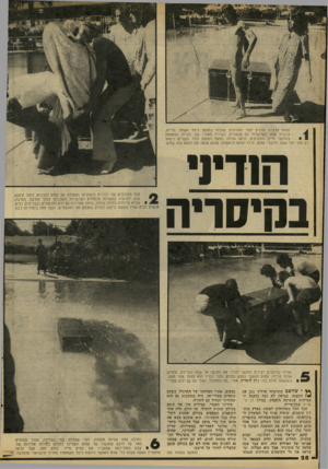 העולם הזה - גליון 2096 - 2 בנובמבר 1977 - עמוד 28 | עמוס קדברה מדגים לפני האורחים שנכחו במקום כיצד אשתו, נורית, קושרת אותו בשלשלות עם מנעולים, כשידיו מאחרי גבו. נורית, הנמצאת בחודשי הריון מתקדמים, היתה שלווה