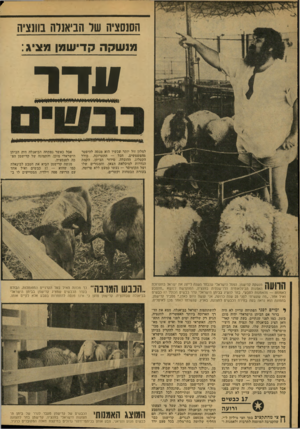 העולם הזה - גליון 2132 - 12 ביולי 1978 - עמוד 46 | הסנסציה שר הביאנדה בוונציה מנשקה קדישמן מציג: עדר למלון זול יותר עכשיו הוא מנסה להיפטר מהפשפשים. הכל — התערוכה, כולל הקטלוג, ההובלה, סידור הביתן, הקמת הגדרות