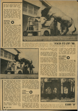 העולם הזה - גליון 2132 - 12 ביולי 1978 - עמוד 47 | להיות. כאילו אמר קדישמן: אין דבר כזה ״מהטבע לאמנות ומהאמנות לטבע.״ הטבע הוא האמנות והמעבר ביניהם הוא מיותר. לדעת רבים הצליח קדישמן למצות בכך את רעיון הביאנלה