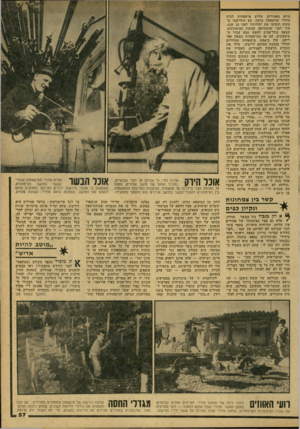 העולם הזה - גליון 2157 - 3 בינואר 1979 - עמוד 57 | היום באמידים, שלוש מישפחות לבית סודרי ומישפחת ביטון. הם התיישבו ב מקום והקימו את יסודותיו לפני 23 שנה, עוד לפני שהצטרפה קבוצת הצימחונים, שבאה מתל־אביב לחפש טבע