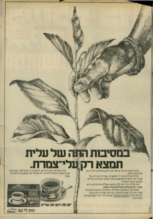 העולם הזה - גליון 2165 - 28 בפברואר 1979 - עמוד 71 | ז-זי^רררררץ ביותר *-־דרישיי- י^ד-זוי^-דרמ העליונים יי-י -מהעלים ^י -ורק מיוצר אך התה הטוב של צמח התה. תן לרגע לדמיונך יד חופשית: שורות שורות של צמחי תה ועשרות