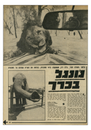 העולם הזה - גליון 2196 - 3 באוקטובר 1979 - עמוד 61 | י תן, אי תן, בוא חמודי, בוא!״ 1 קרא דני שחר מתוך מכוניתו. ״בוא חנה, איתן, יש אוכל!״ לא עברו שניות, והמכונית הגדולה הזדעזעה קשות. אריה כבד־גוף עלה בזינוק על